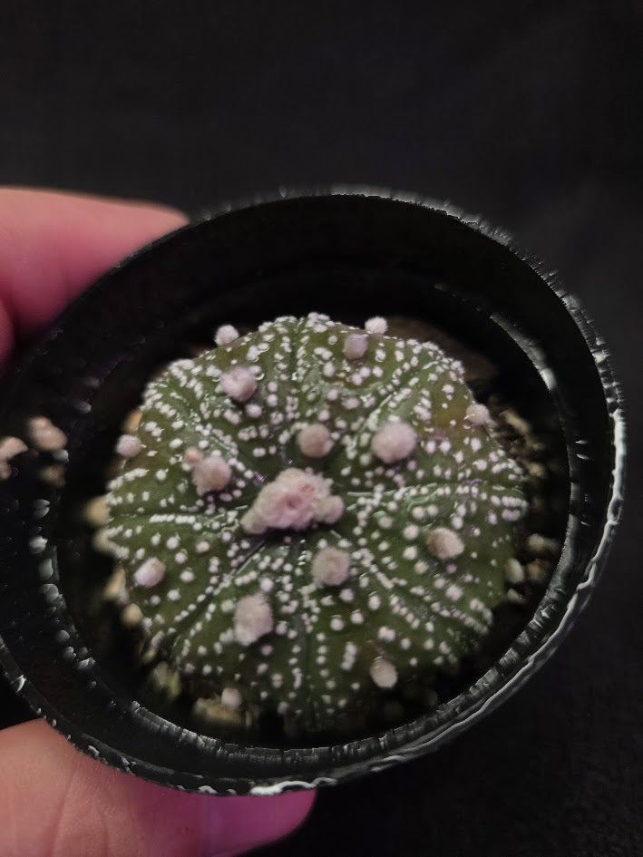 Astrophytum Asterias #02
