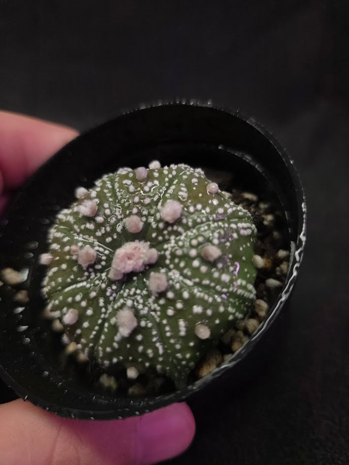 Astrophytum Asterias #02