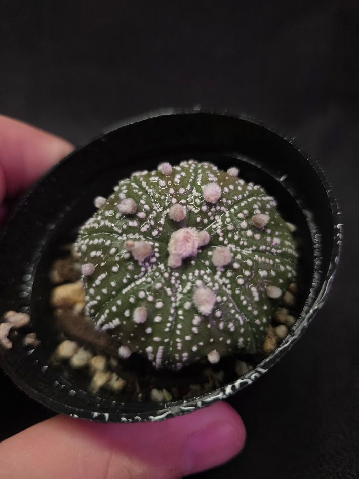 Astrophytum Asterias #02