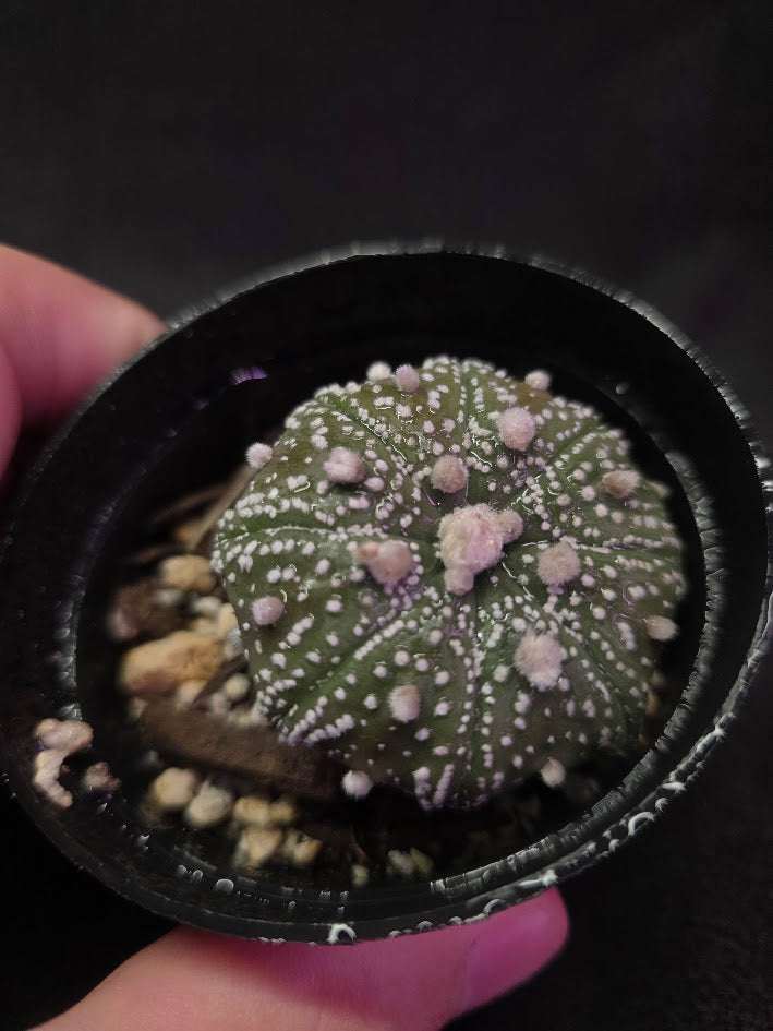 Astrophytum Asterias #02