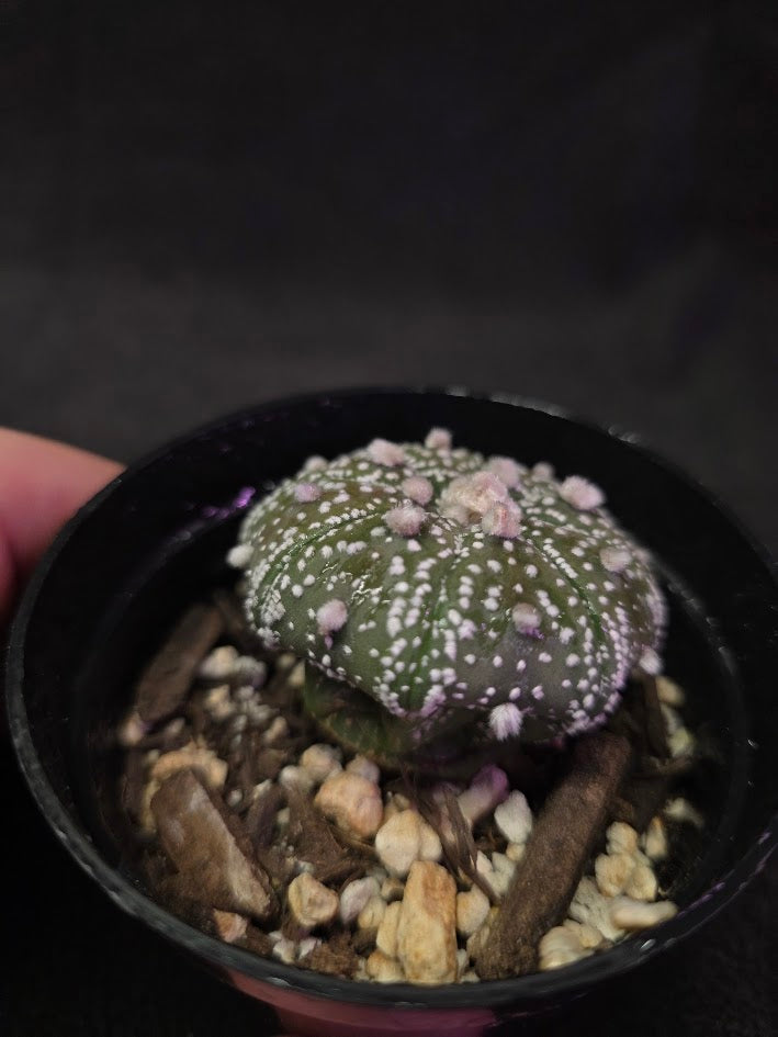 Astrophytum Asterias #02