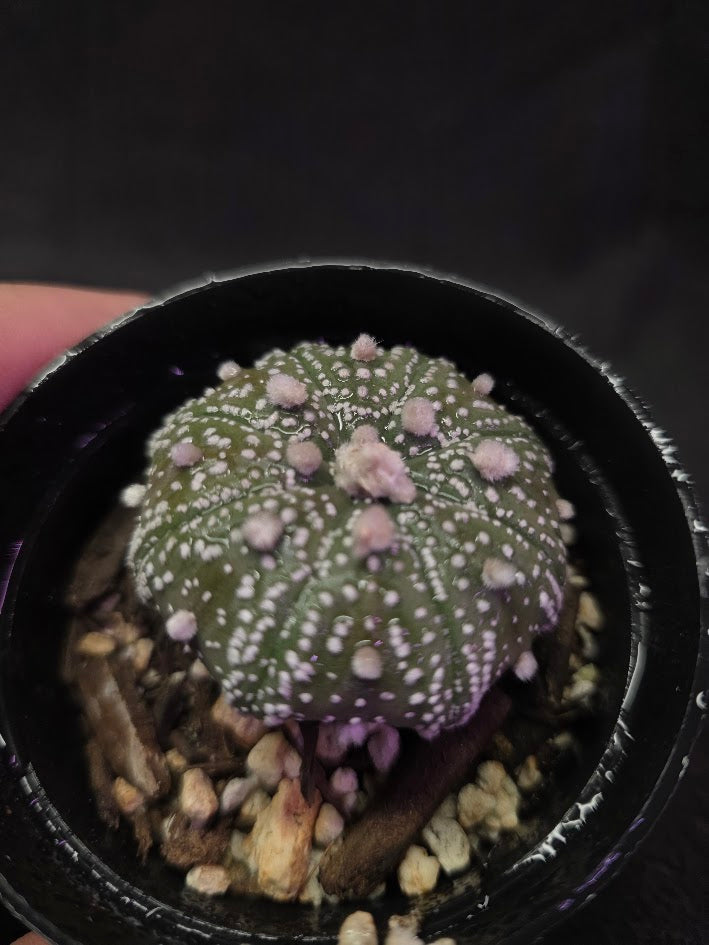 Astrophytum Asterias #02