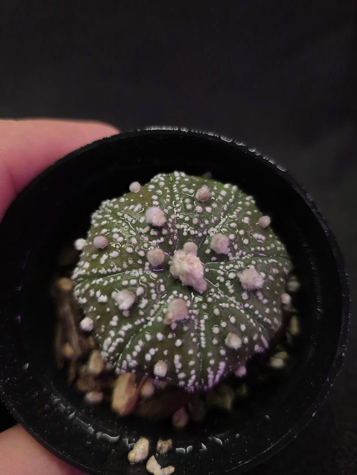 Astrophytum Asterias #02 – YEG Exotic Plant Crowd