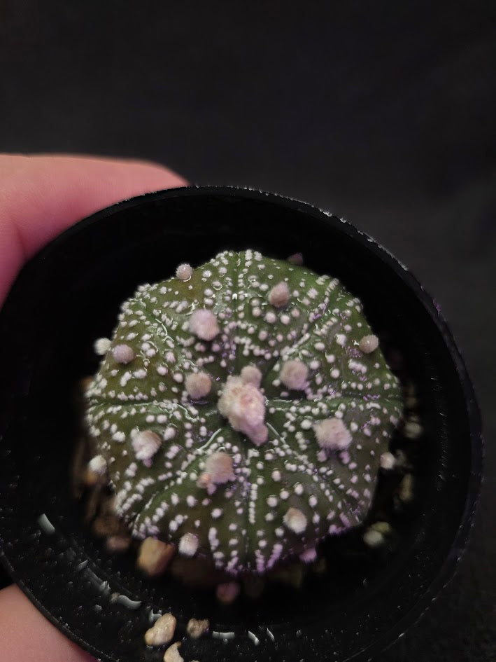 Astrophytum Asterias #02