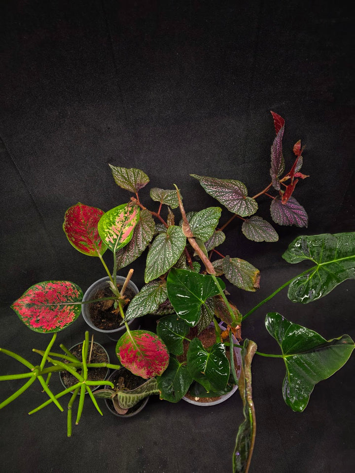 Assorted Blowout Box #01 - SPECIAL PRICING!