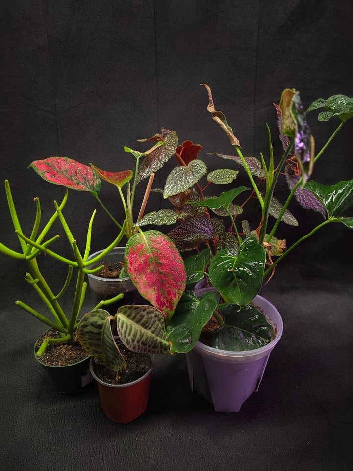 Assorted Blowout Box #01 - SPECIAL PRICING!