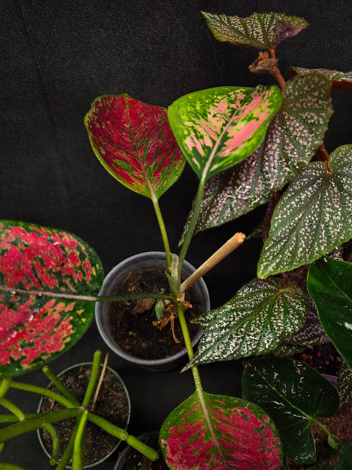 Assorted Blowout Box #01 - SPECIAL PRICING!