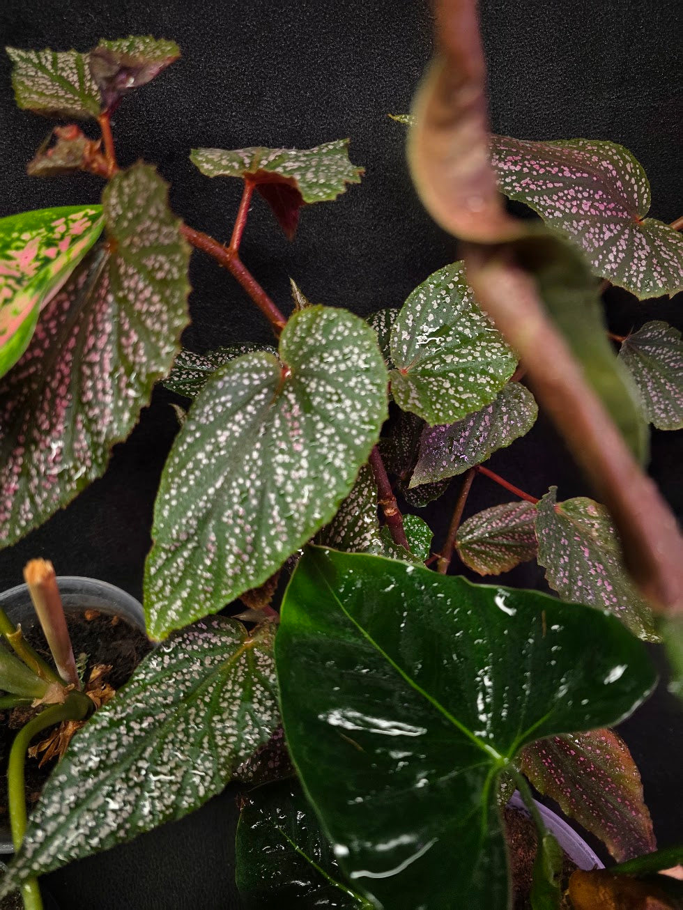 Assorted Blowout Box #01 - SPECIAL PRICING!