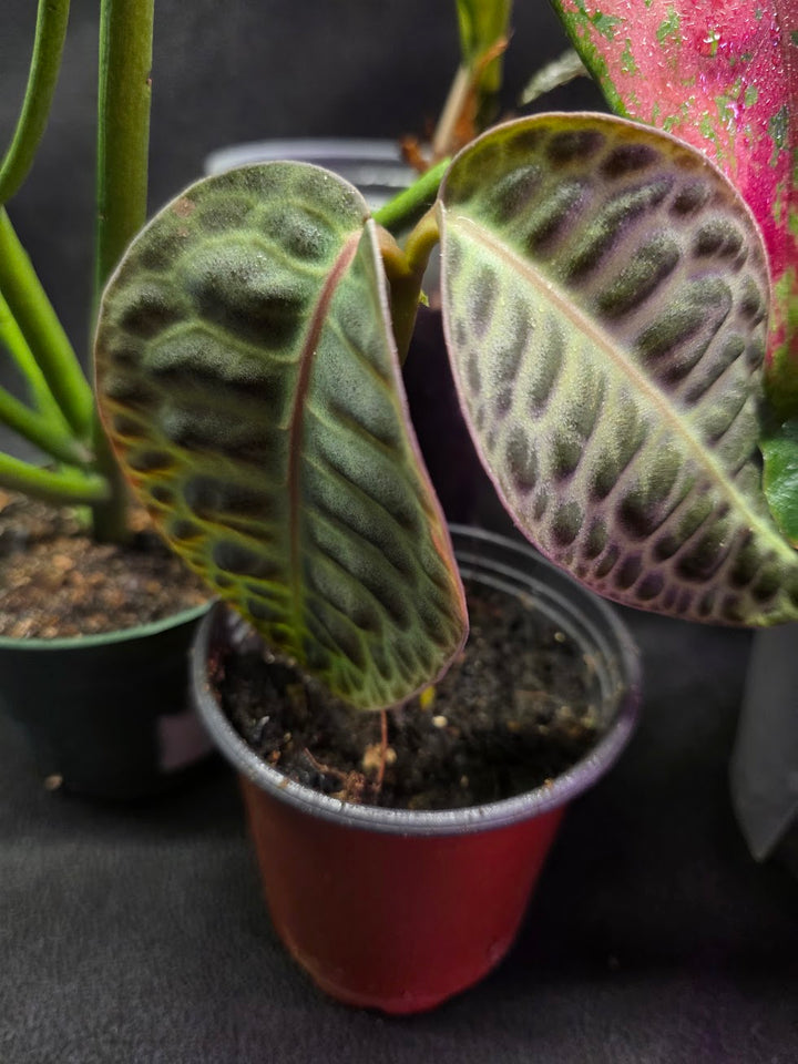 Assorted Blowout Box #01 - SPECIAL PRICING!