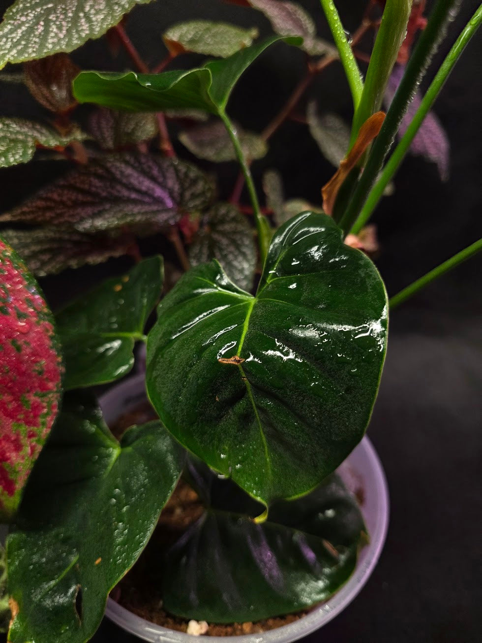 Assorted Blowout Box #01 - SPECIAL PRICING!