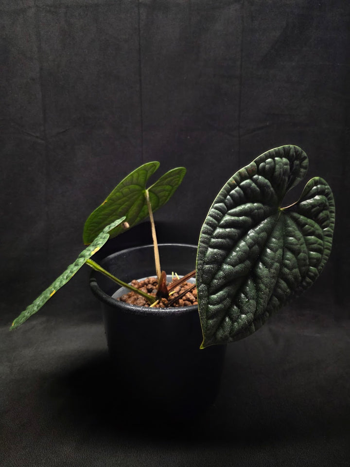 Anthurium Luxurians #01