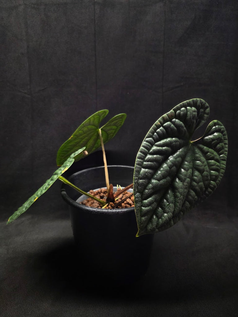 Anthurium Luxurians #01 – YEG Exotic Plant Crowd