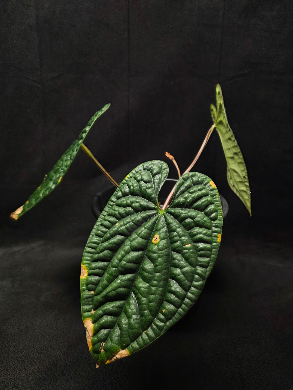Anthurium Luxurians #01