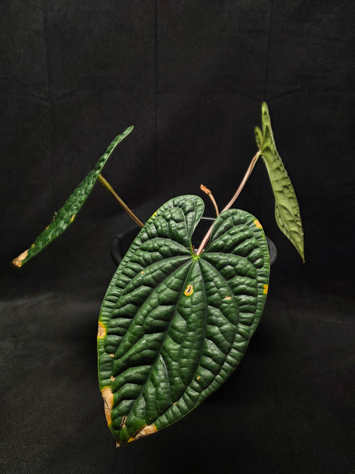 Anthurium Luxurians #01