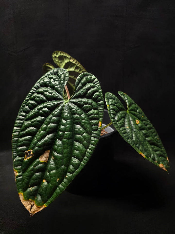 Anthurium Luxurians #01