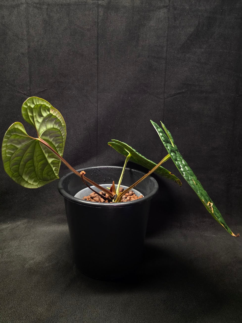 Anthurium Luxurians #01