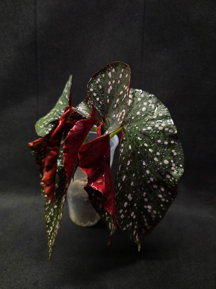 Begonia Cracklin' Rosie #01