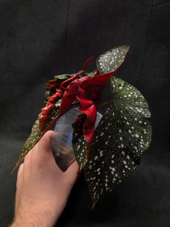 Begonia Cracklin' Rosie #01