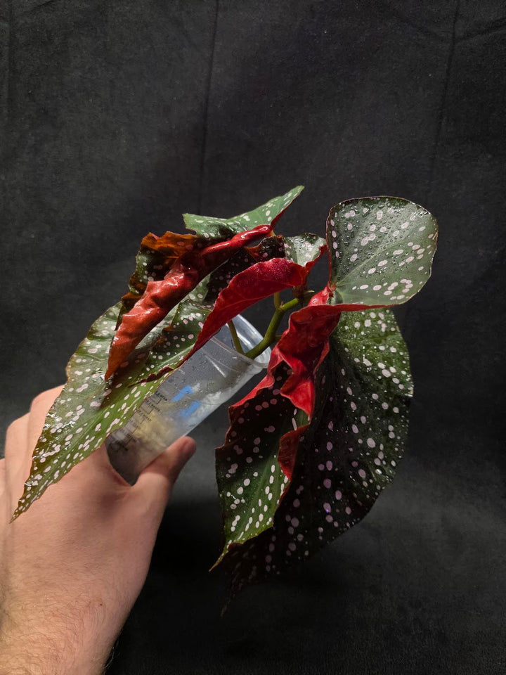 Begonia Cracklin' Rosie #01