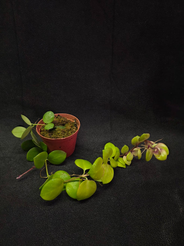 Thai Pink Lipstick #01