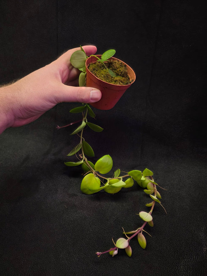 Thai Pink Lipstick #01