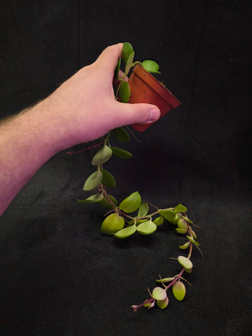 Thai Pink Lipstick #01