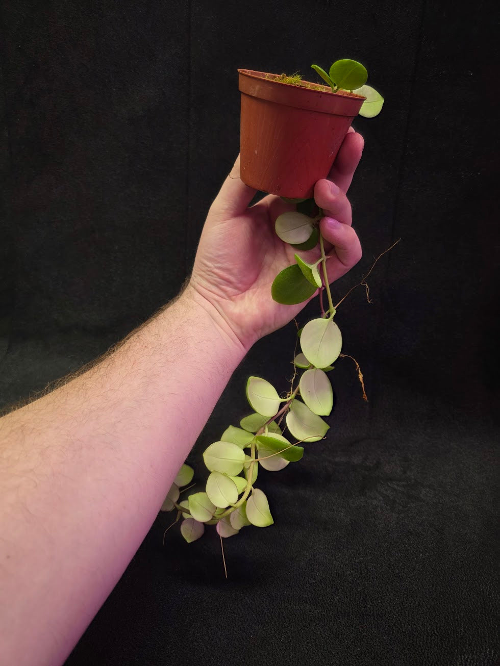 Thai Pink Lipstick #01