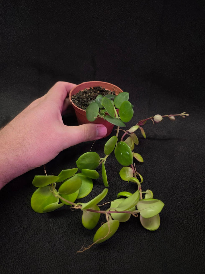 Thai Pink Lipstick #02