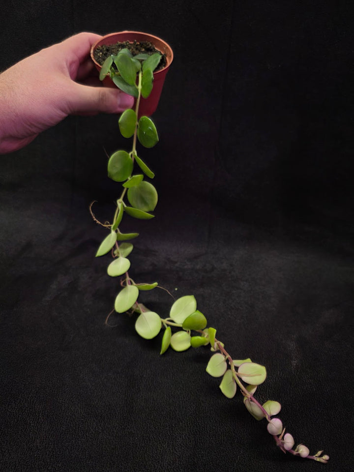 Thai Pink Lipstick #02