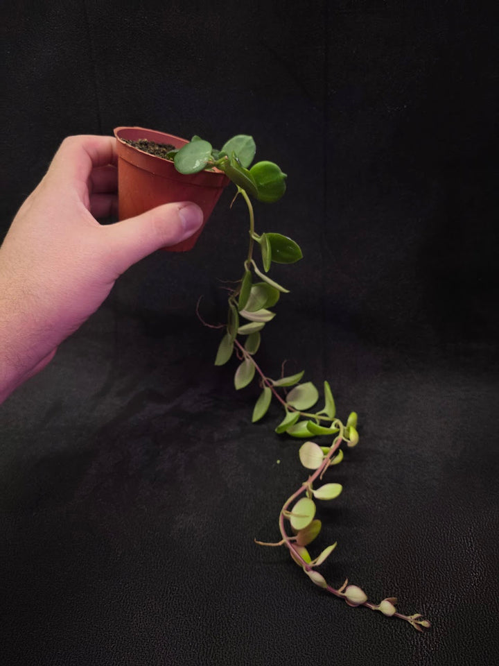 Thai Pink Lipstick #02