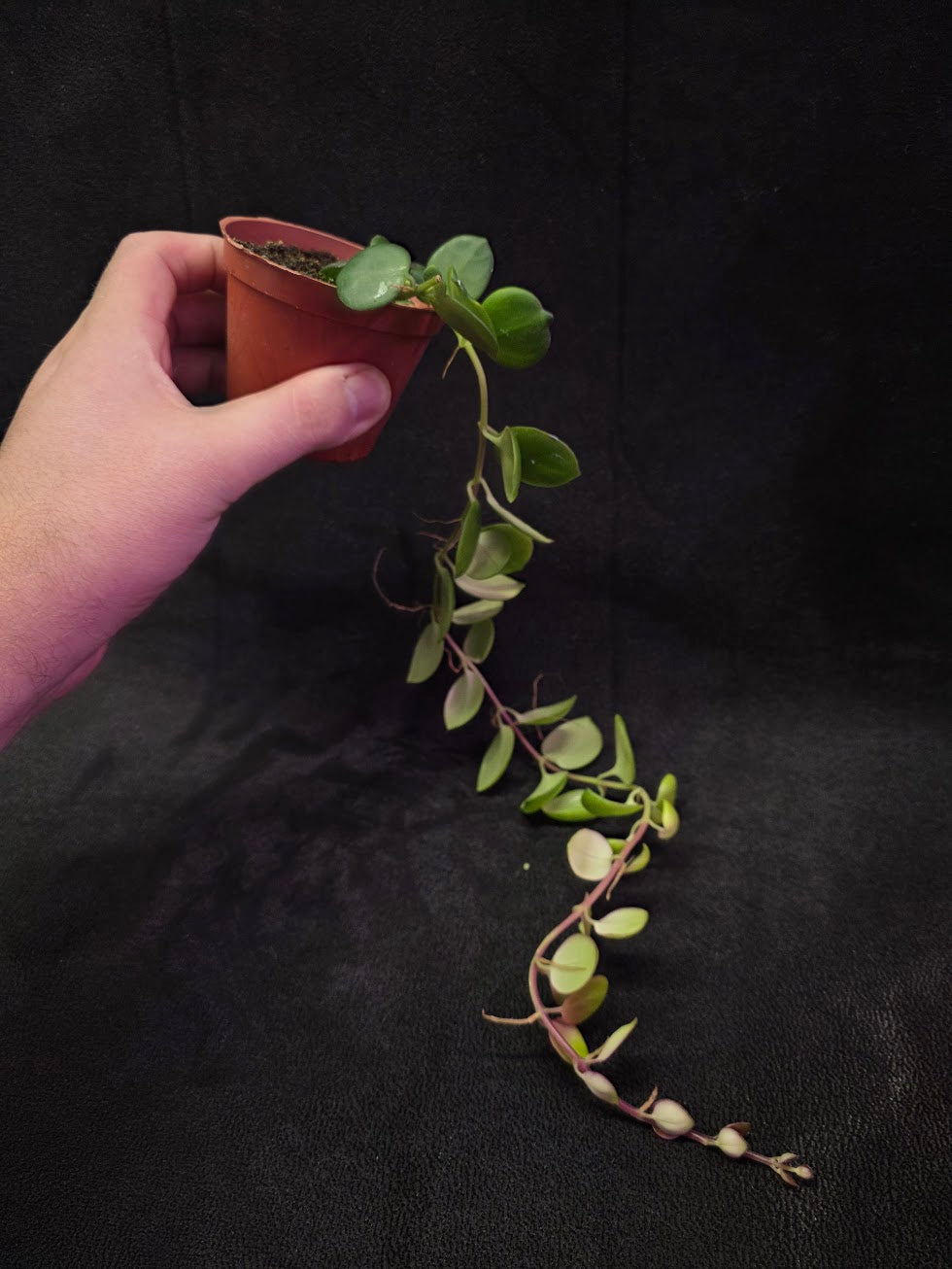 Thai Pink Lipstick #02