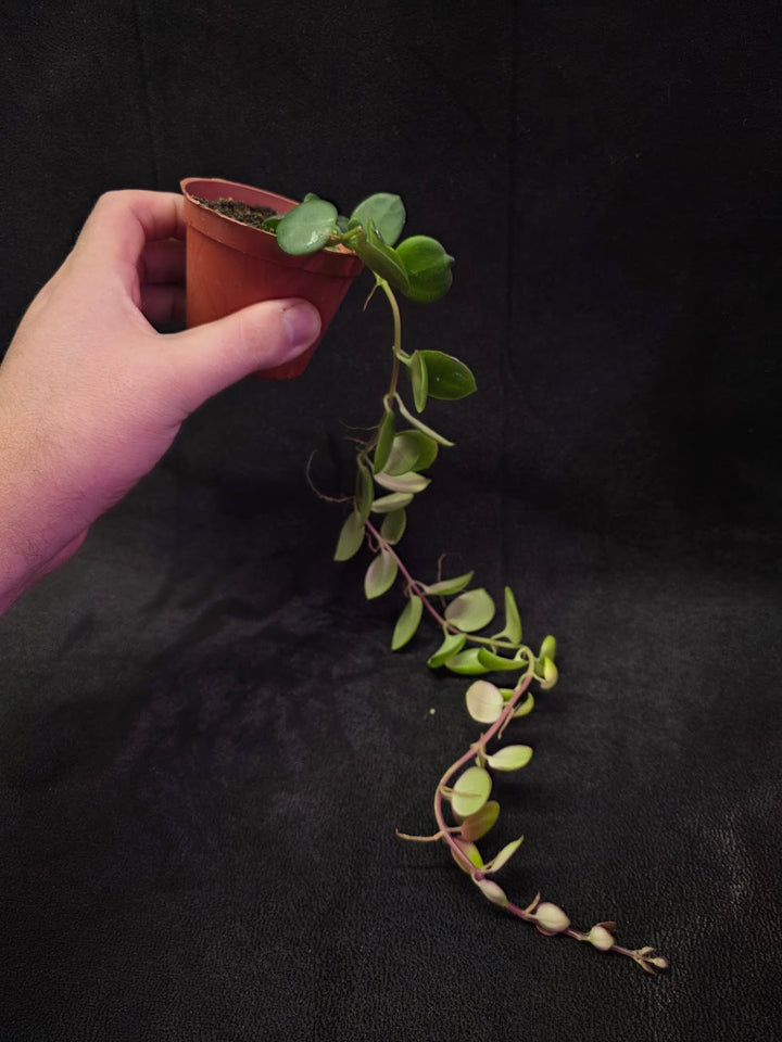 Thai Pink Lipstick #02