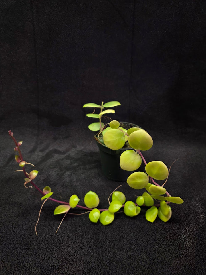 Thai Pink Lipstick #04