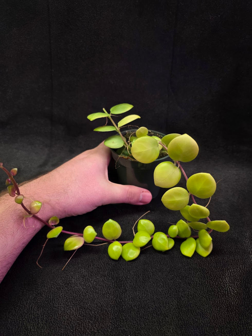 Thai Pink Lipstick #04