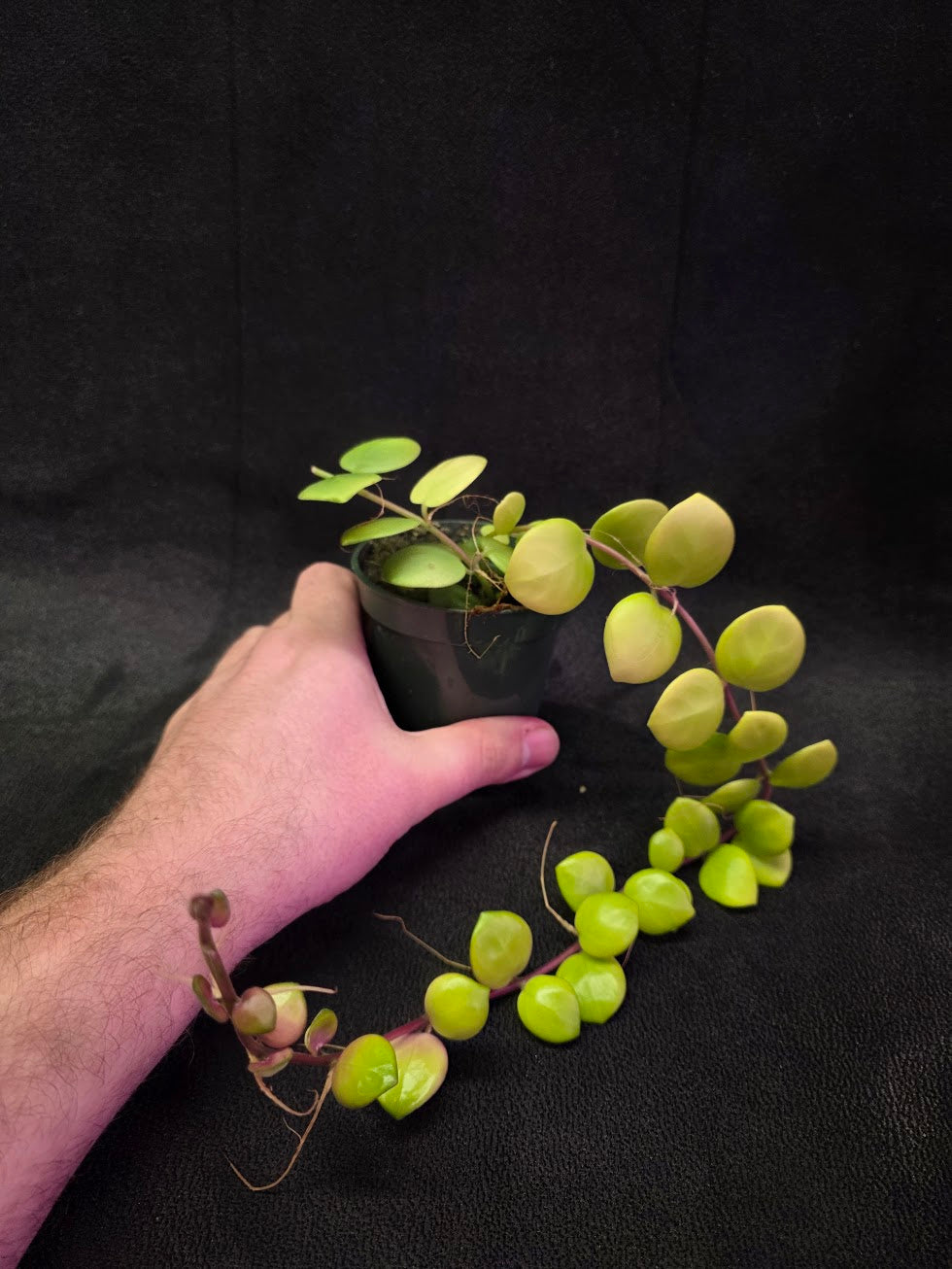 Thai Pink Lipstick #04