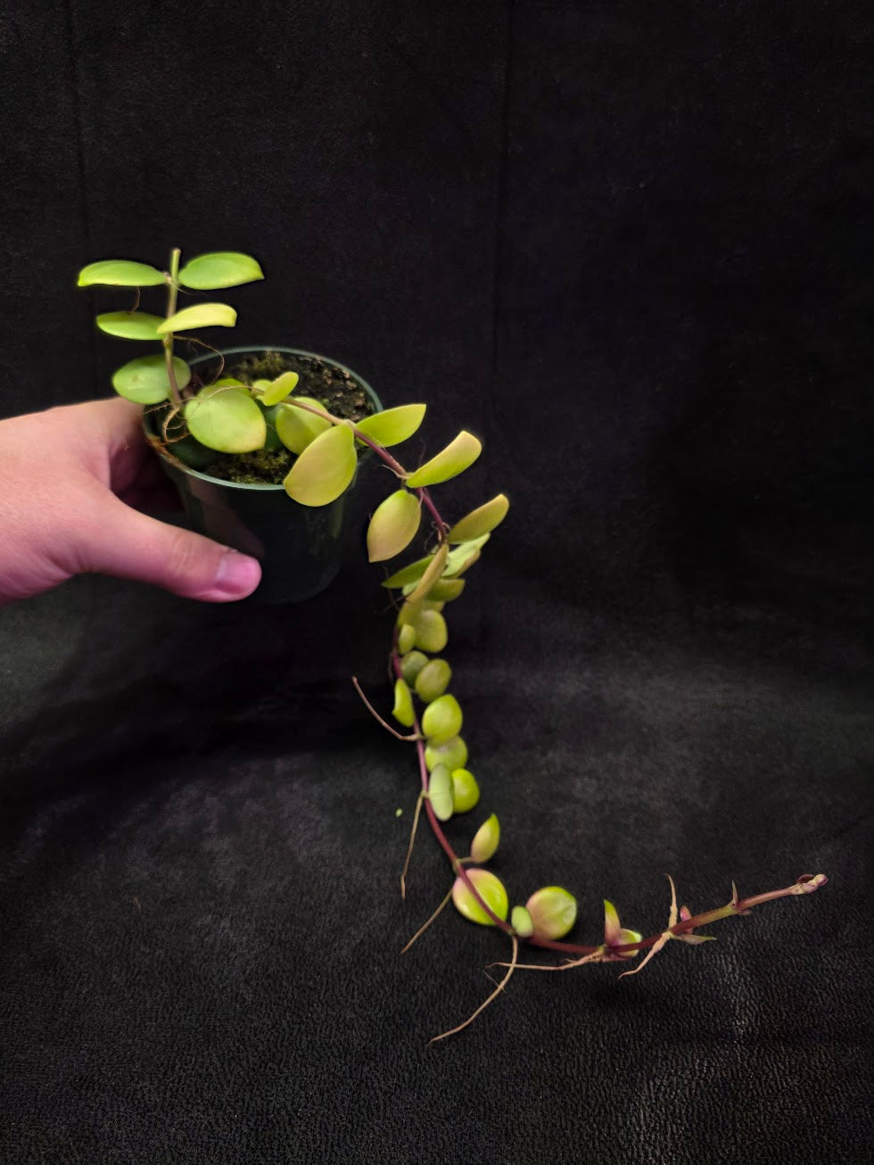 Thai Pink Lipstick #04