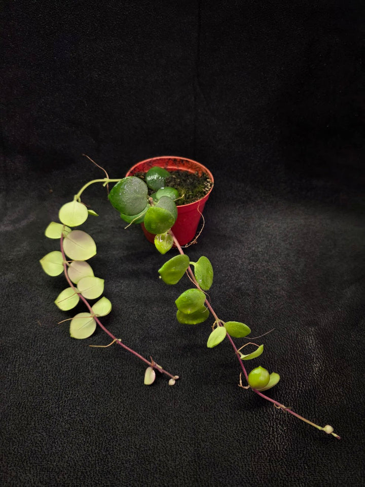 Thai Pink Lipstick #06