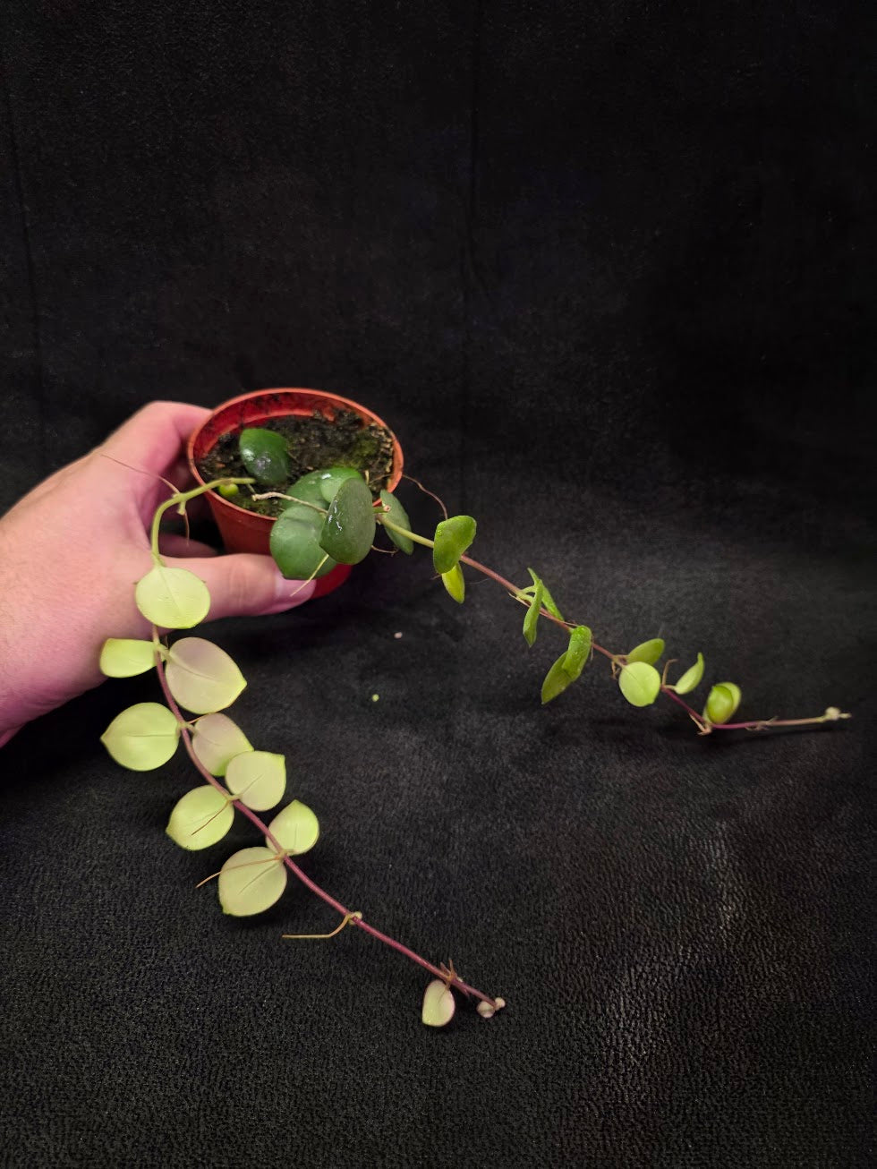 Thai Pink Lipstick #06