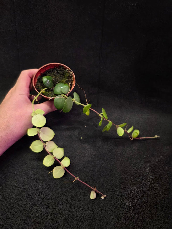 Thai Pink Lipstick #06