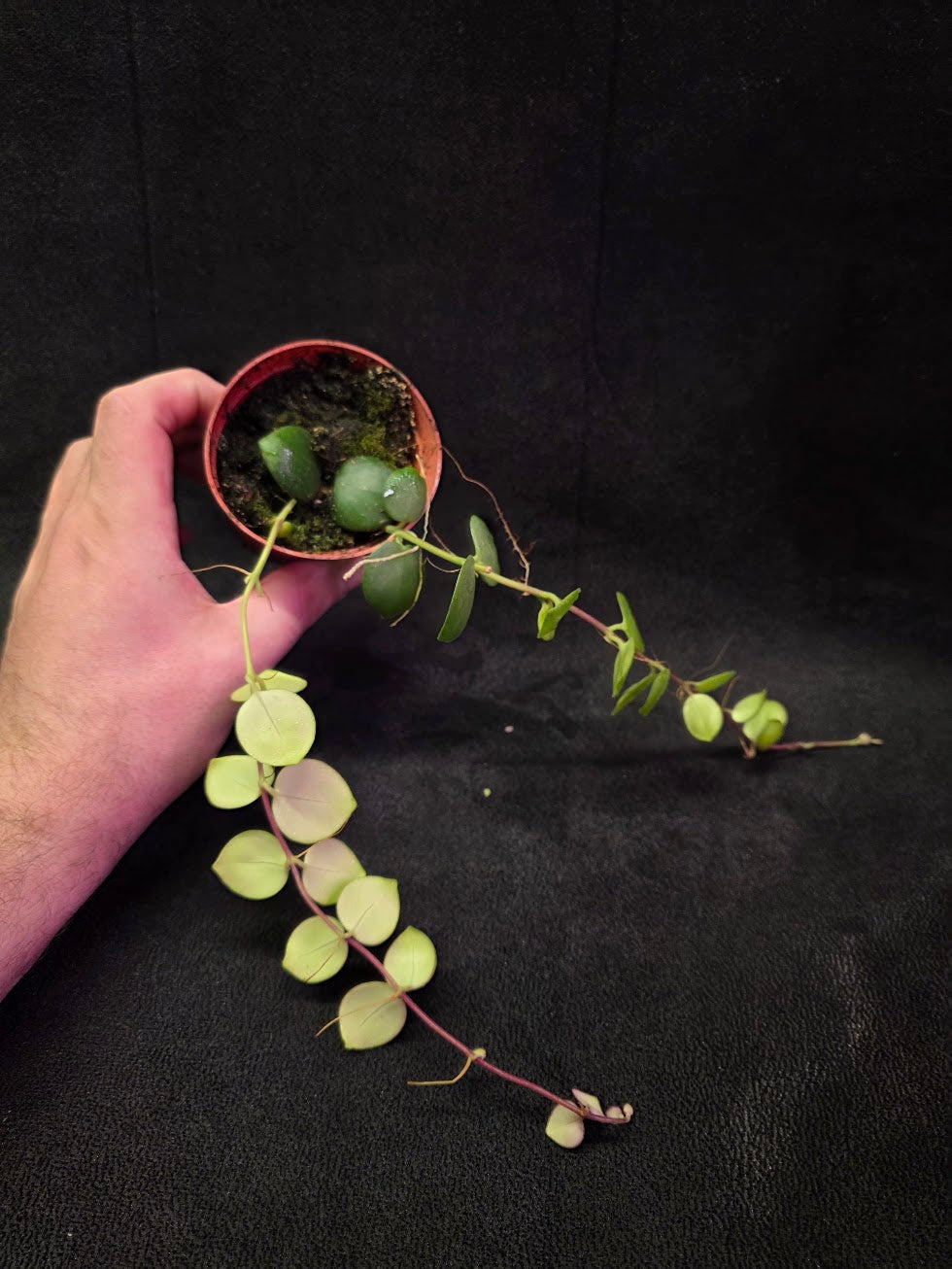 Thai Pink Lipstick #06