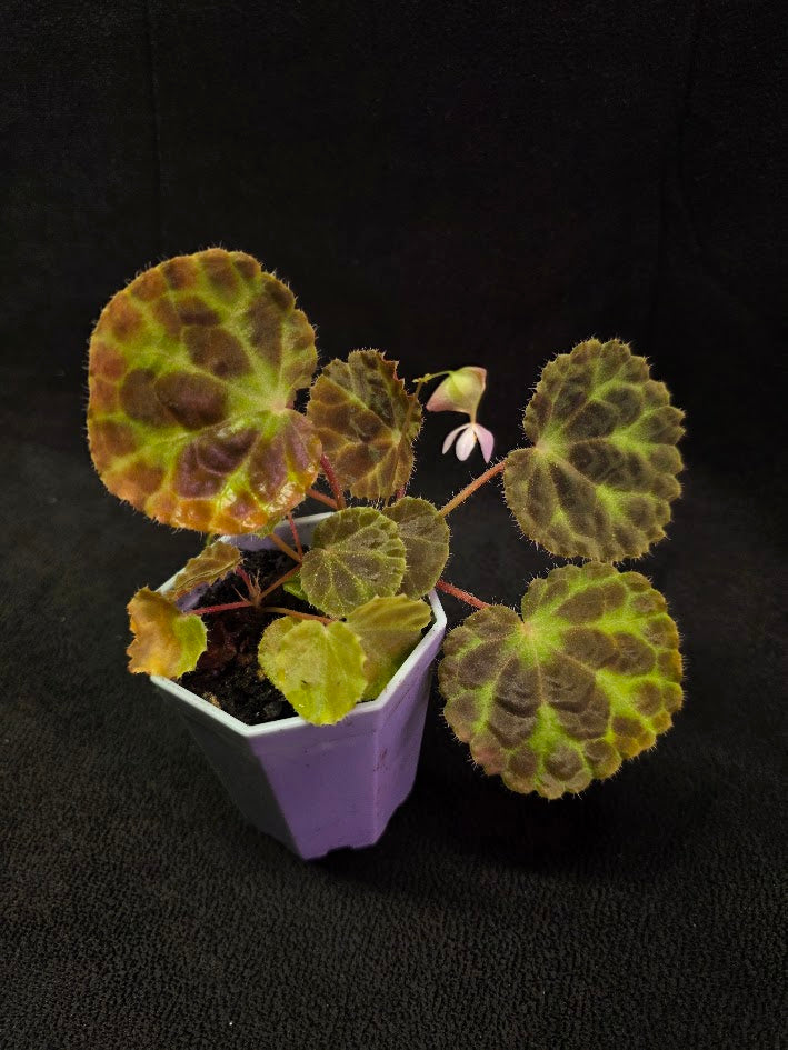 Begonia Robii #01