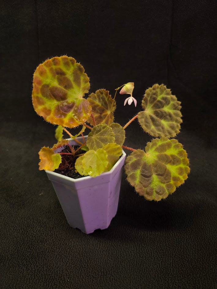 Begonia Robii #01