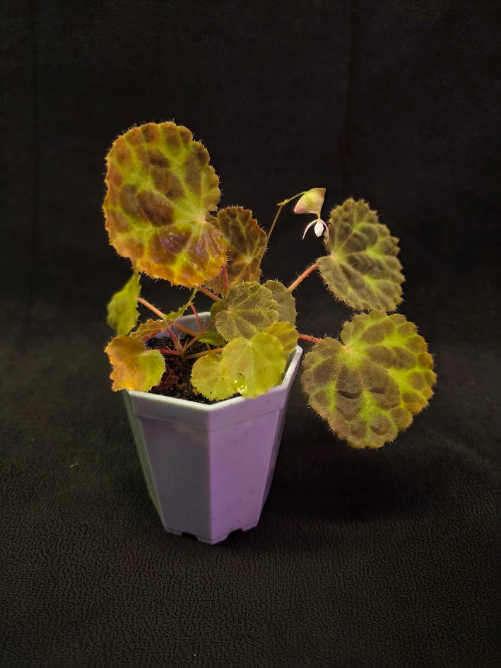 Begonia Robii #01