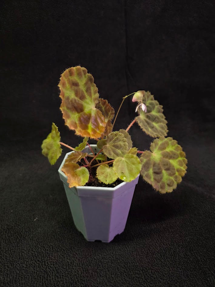 Begonia Robii #01