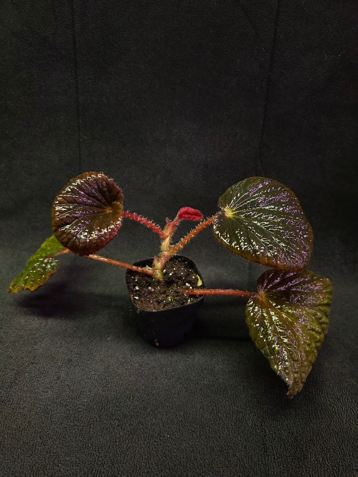 Begonia Aketajawensis Dark Form #01
