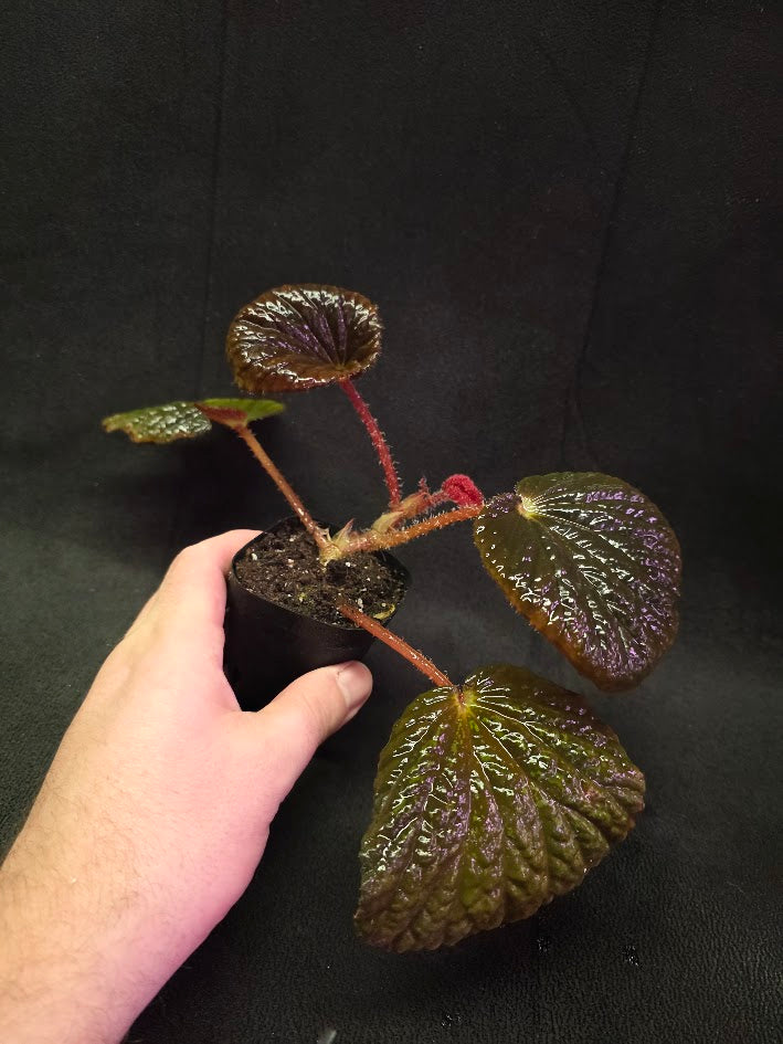 Begonia Aketajawensis Dark Form #01