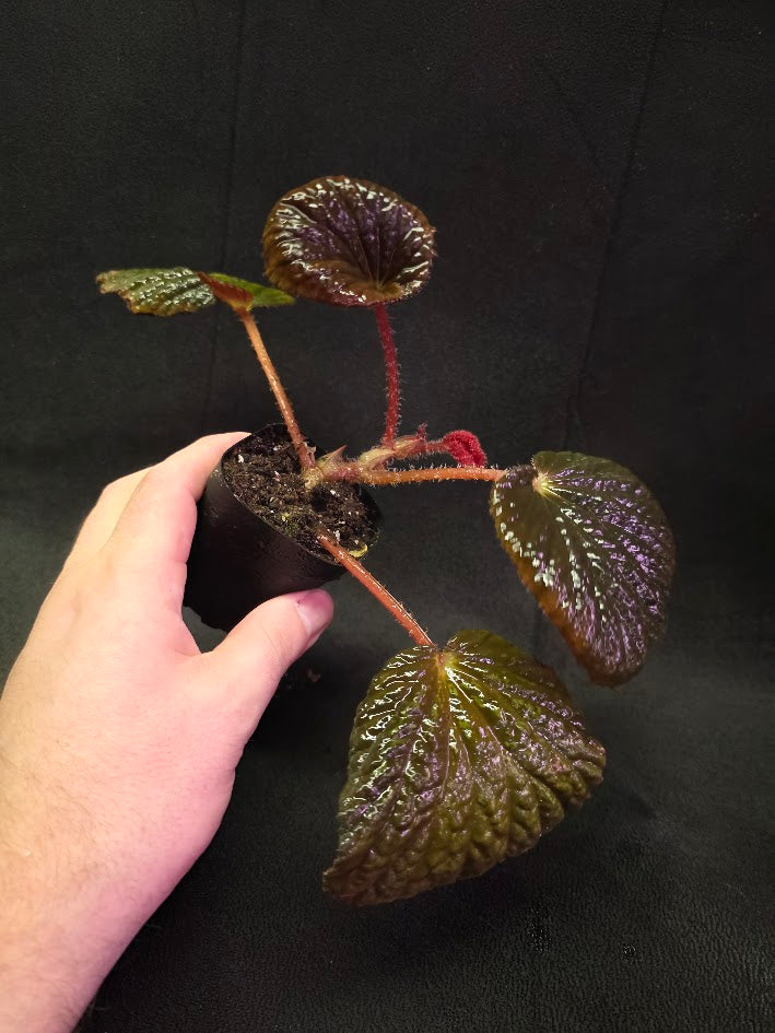 Begonia Aketajawensis Dark Form #01