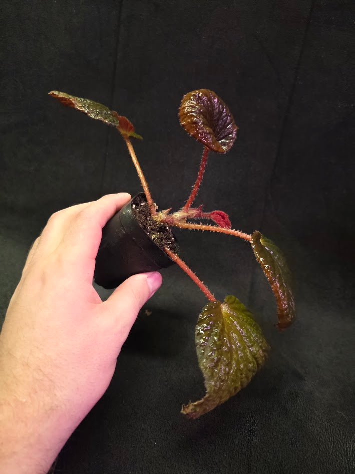 Begonia Aketajawensis Dark Form #01