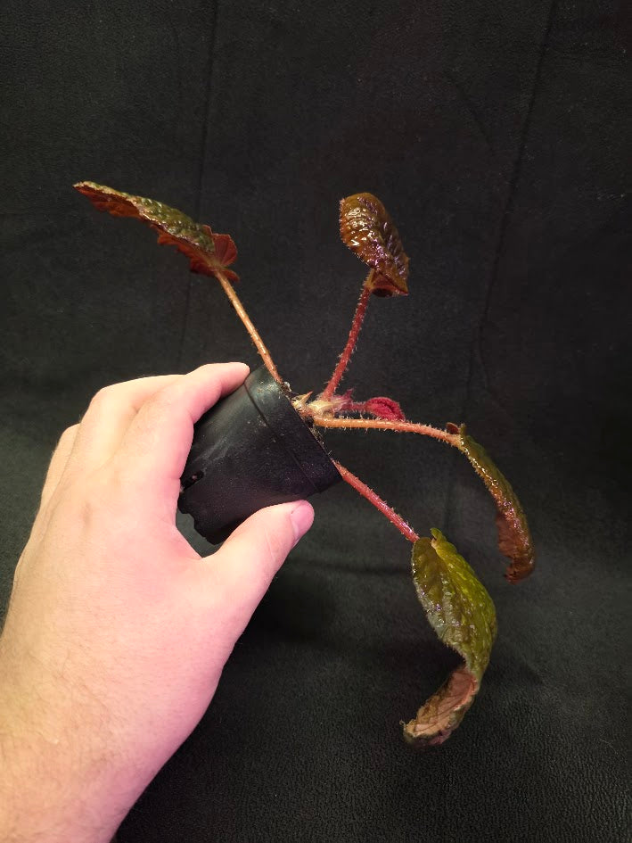 Begonia Aketajawensis Dark Form #01