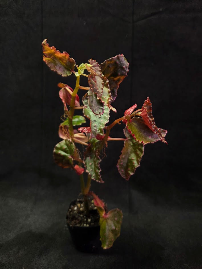 Begonia Amphioxus X Darthvaderiana #02 – YEG Exotic Plant Crowd